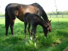  Holme Trakehners