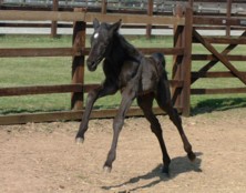  Holme Trakehners