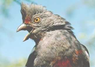 Cortarama, ave del bosque seco tropical de Piura (en peligro de extinci�n). Foto de J. Flanagan - ProAvesPeru