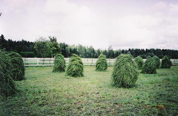 Heinän laittoa